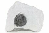 Bargain, Thysanopeltis Trilobite - Boudib, Morocco #251431-2